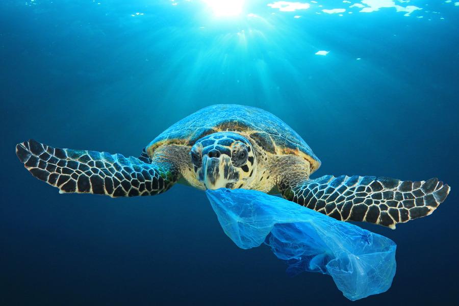a tortoise swimming in the ocean with plastic bag
